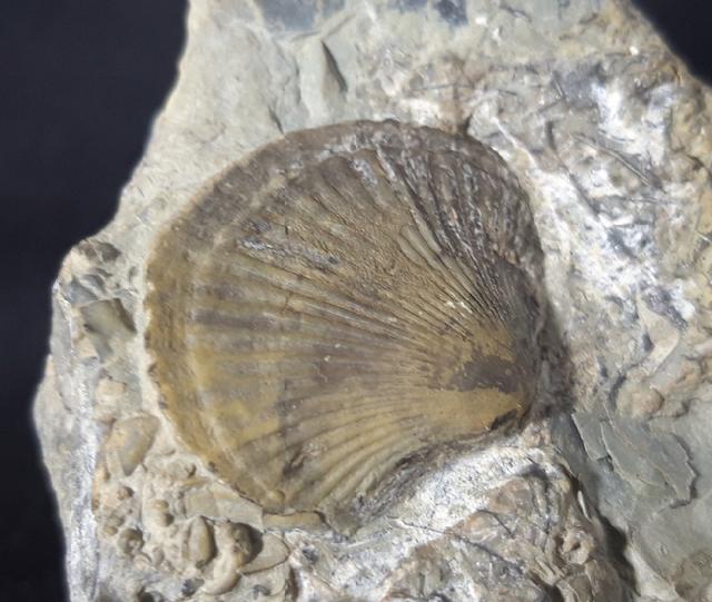 Boreorthis asiatica NIKIFOROVA - Bild &copy; FossNet FossilienStore